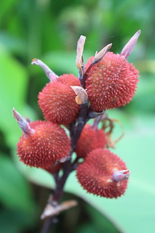 Canna edulis