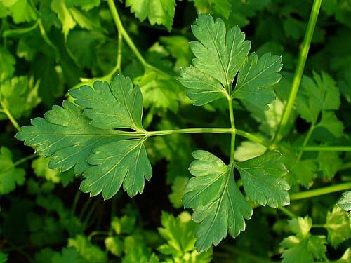 Petroselinum crispum