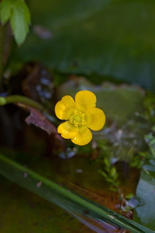 Nuphar japonicum