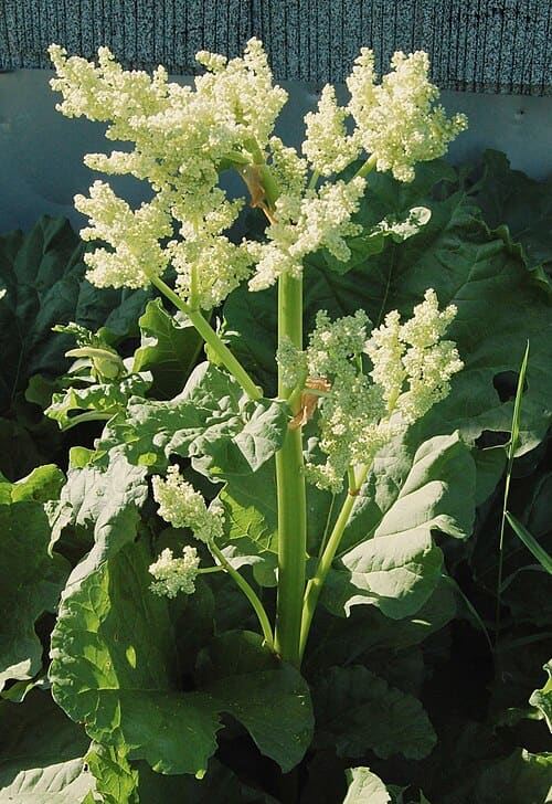 Rheum palmatum