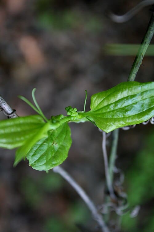 Smilax sieboldii