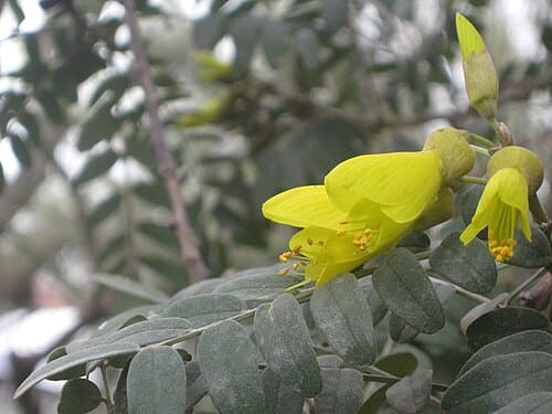 Sophora, standing in for Sophora honey
