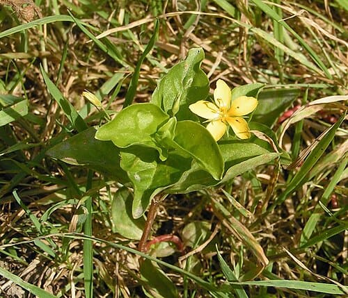 Lysimachia, standing in for Lysimachia foenum-graecum