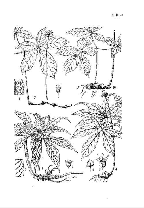 Panax notoginseng