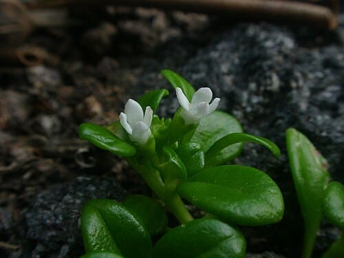 Hedyotis, standing in for Hedyotis nudicaulis