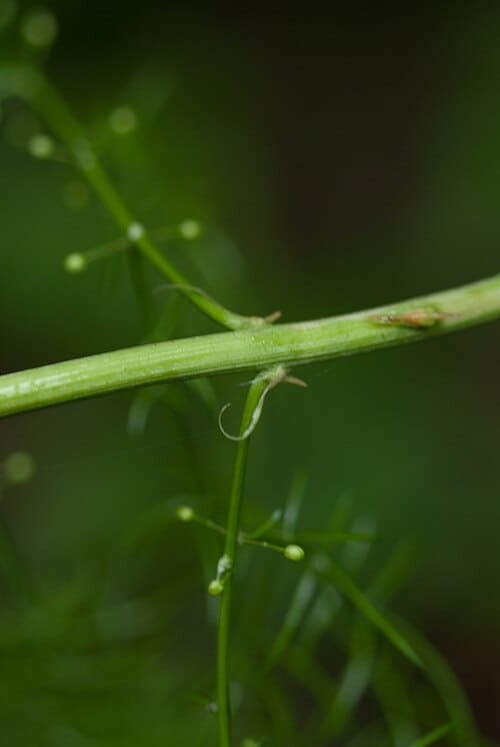 Asparagus cochinchinensis