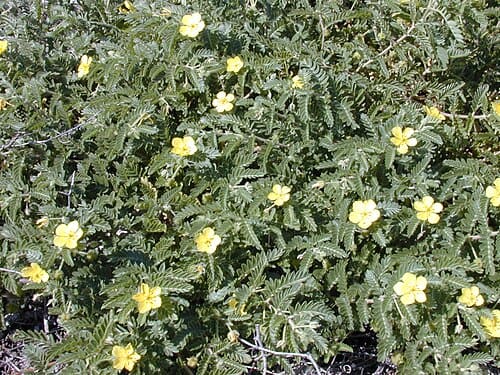 Tribulus, standing in for Tribulus albus