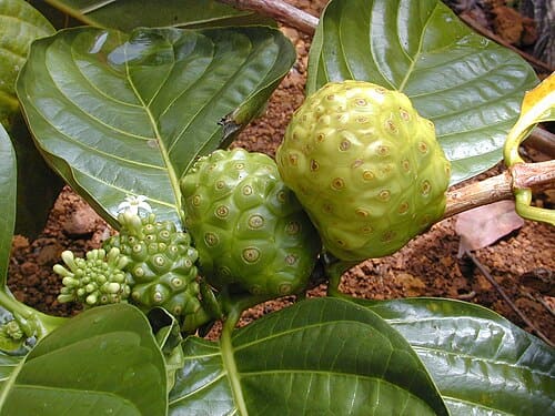 Morinda, standing in for Morinda officinalis