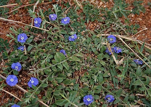 Evolvulus alsinoides