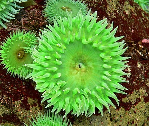 Anthopleura, standing in for Anthopleura midori