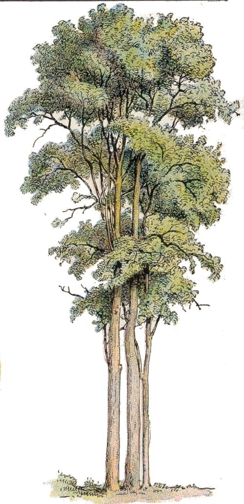 Eucalyptus