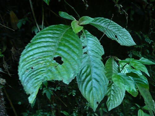Rhynchotechum, standing in for Rhynchotechum vestitum
