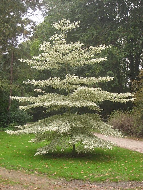 Cornus controversa