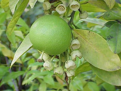 Citrus maxima