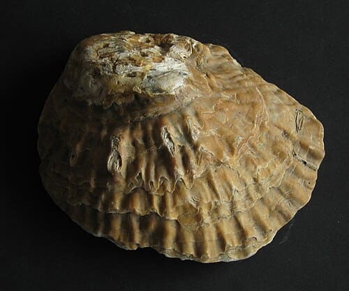 Ostrea, standing in for Ostrea gigas