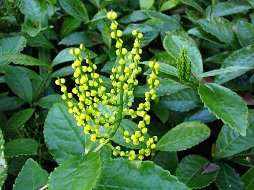 Chloranthus spicatus