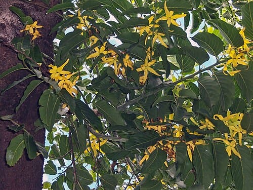Cananga odorata