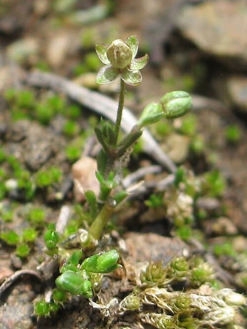 Sagina apetala