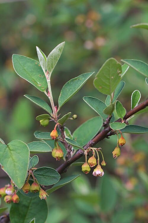 Cotoneaster