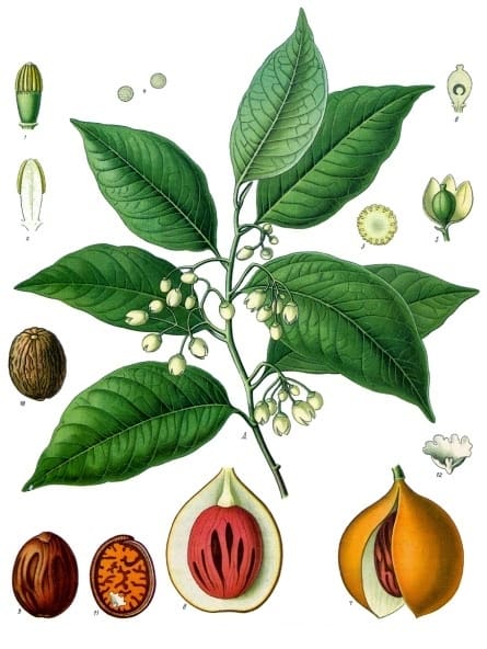 Myristica, standing in for Myristica simiarum