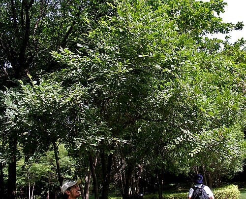 Diospyros, standing in for Diospyros ginger