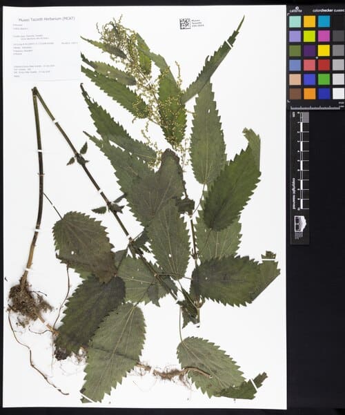 Urtica dioica