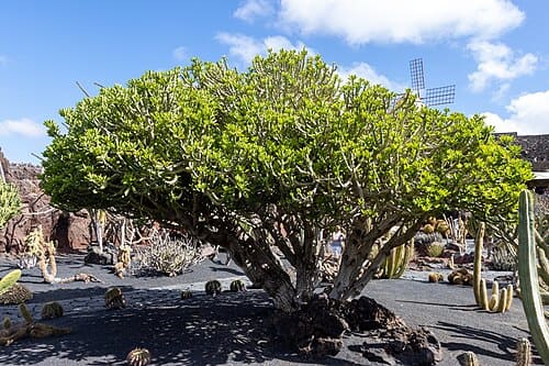 Euphorbia neriifolia