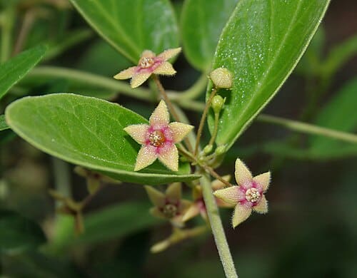 Tylophora, standing in for Tylophora atrofolliculata