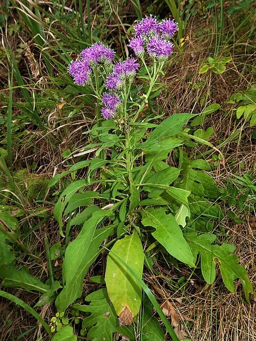 Saussurea pulchella