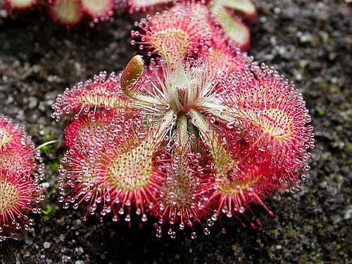 Drosera, standing in for Drosera media