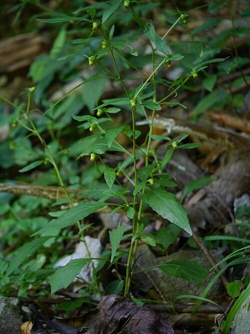 Carpesium divaricatum