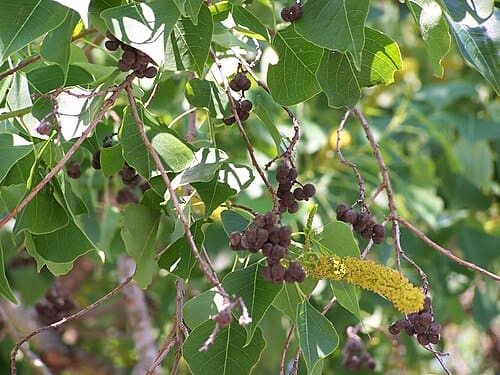 Triadica sebifera