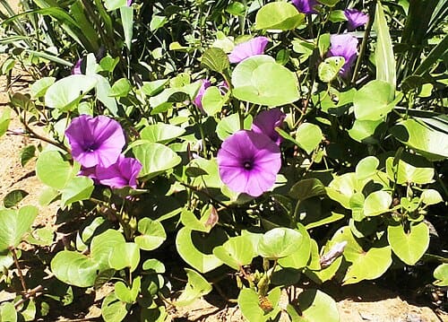 Ipomoea asarifolia