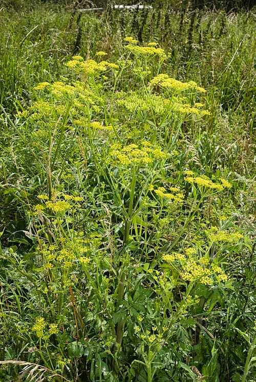 Pastinaca sativa