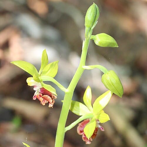 Calanthe tricarinata