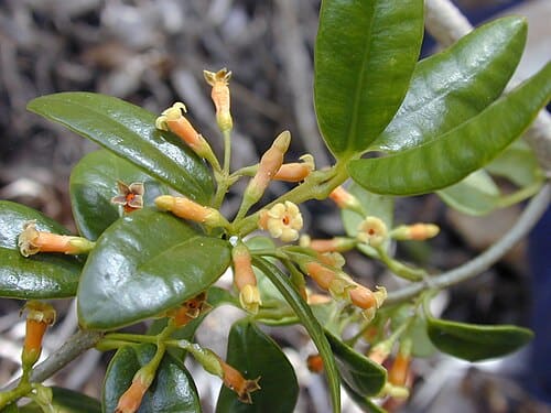 Apocynaceae, standing in for Ervatamia divaricata