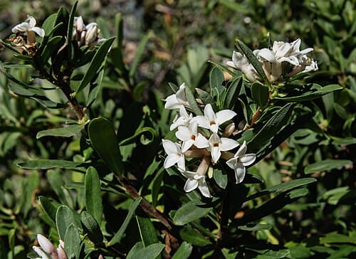Daphne tangutica