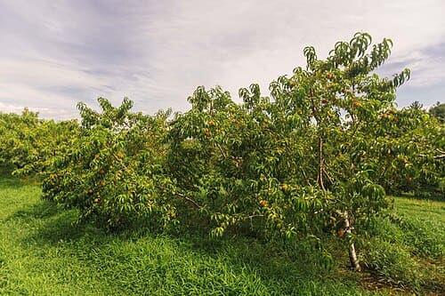 Prunus persica