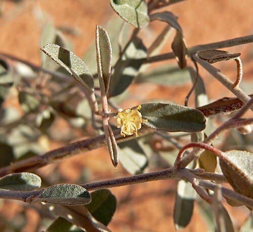 Croton, standing in for Croton lineare