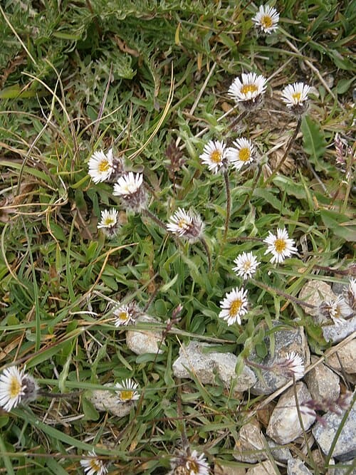 Erigeron