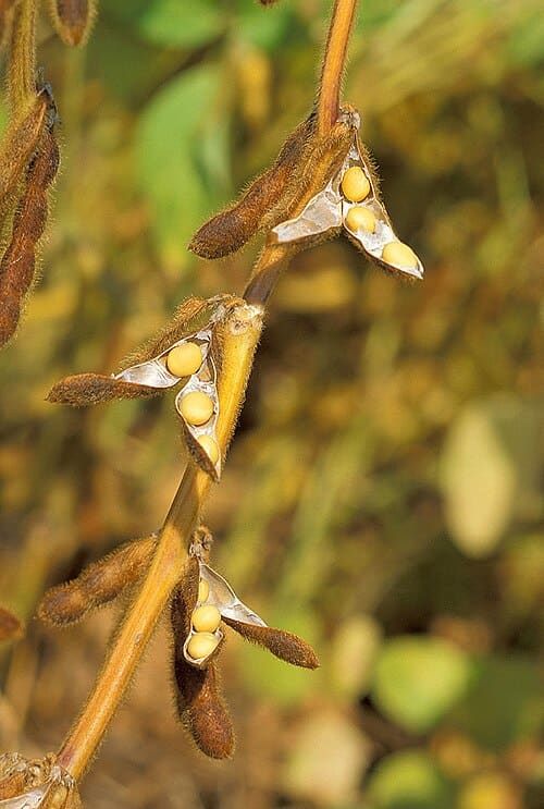 Glycine