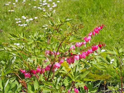 Dicentra spectabilis