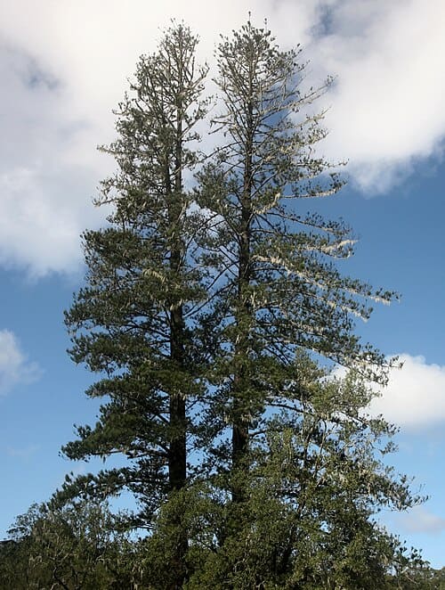 Araucaria