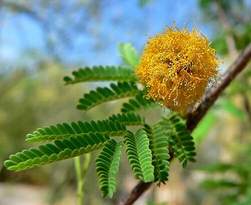 Vachellia