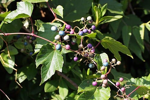 Ampelopsis heterophylla, standing in for Ampelopsis heterophylla var. hancei