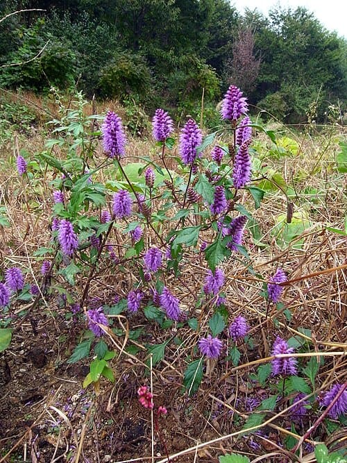 Elsholtzia splendens
