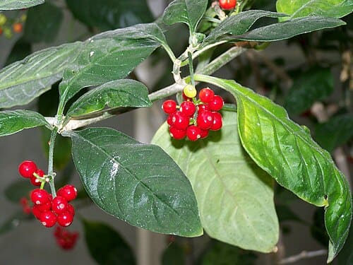 Psychotria, standing in for Psychotria taiwaniana