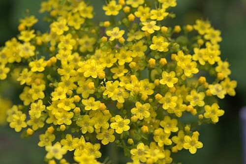 Patrinia heterophylla