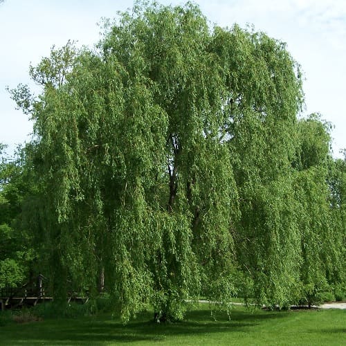 Salix, standing in for Salix variegata