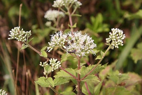 Eupatorium formosanum
